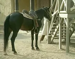 Rocco E I Mercenari (Rocco &amp; Mercenaries)