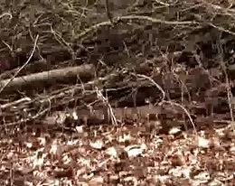 Beim Ficken Erwischt - Heimlich Beobachtet - CD1