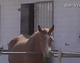 german sex on the farm prt1...BMW