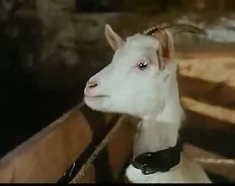 sex comedy funny german vintage 8