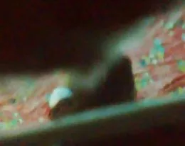 Quay Len Thang Em Trai Choi Con Bo Nho